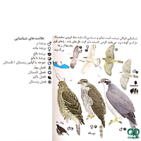 گونه طرلان Northern Goshawk 